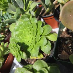 Natural Succulents Plants & Cactus 