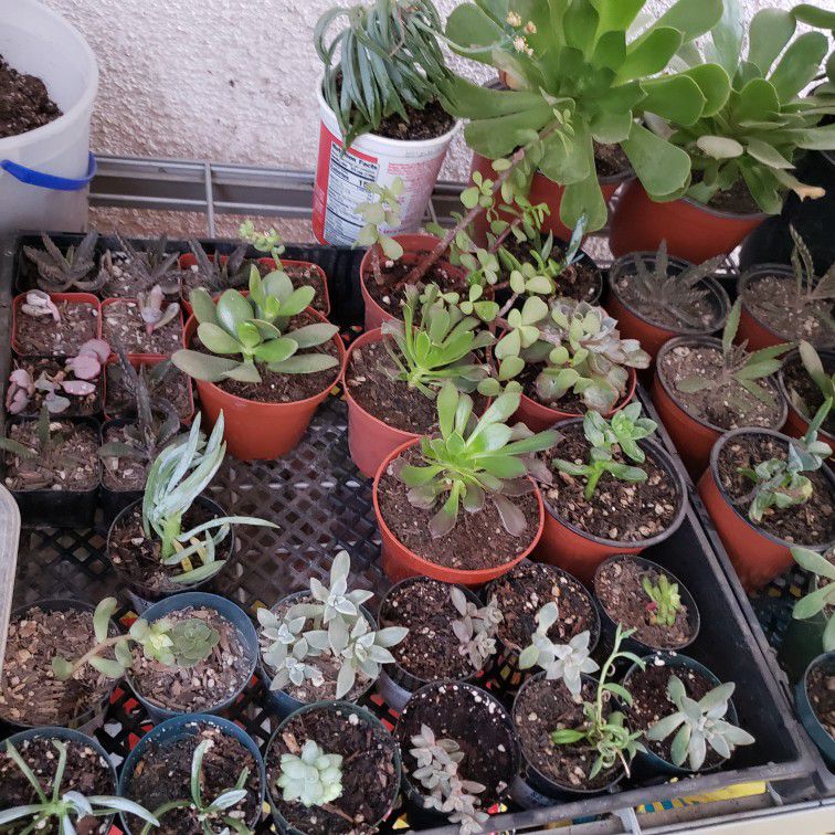 Succulent For Sale This Are Babies From My Babies Different Prices Dm