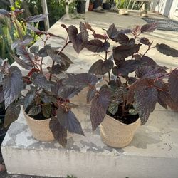 Beautiful Angle Wing 35$ Each