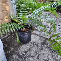 Fern Plants