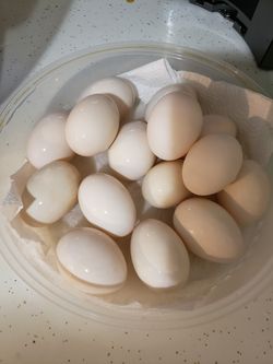 Duck Eggs fertile.