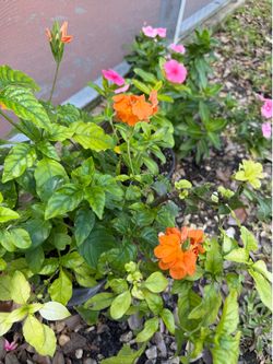Flower / Plant