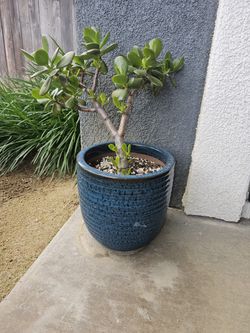 Jade Plant