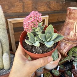 Crassula Springtime 4” 