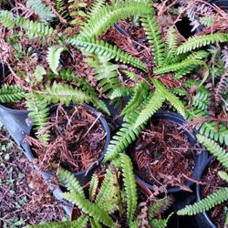 Deciduous And Evergreen Native Fern Plants!