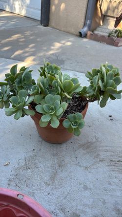 AEONIUM
