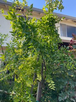 Lang jujube tree