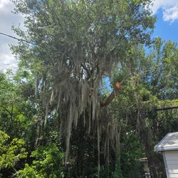 Spanish moss