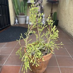 Dancing Bones Succulent Plant