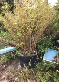 Bamboo 65 gallon pots 6 to 8 foot tall good for hedge $200