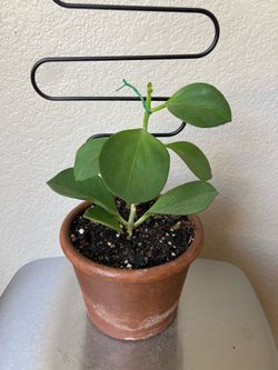 Hoya Pachyclada Subquintuplinervis Rare House Plant In Terracotta Planter With Trellis, Rare Houseplant