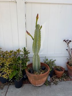 Large Columnar Cactus in Terra Cotta Pot