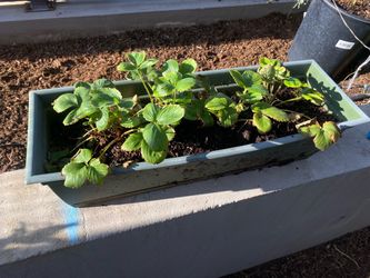 Sequoia Strawberries in Planter