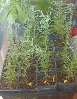 Rosemary plants