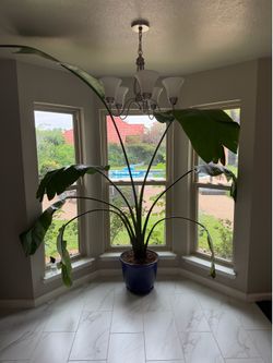 8’ Foot Tall Bird of Paradise (20 gal pot)