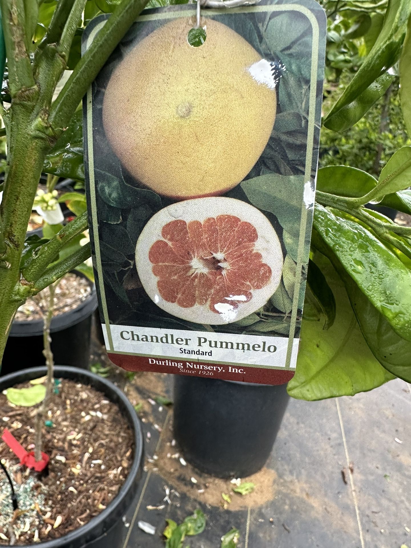 Chandler Pummelo Tree 15gal 
