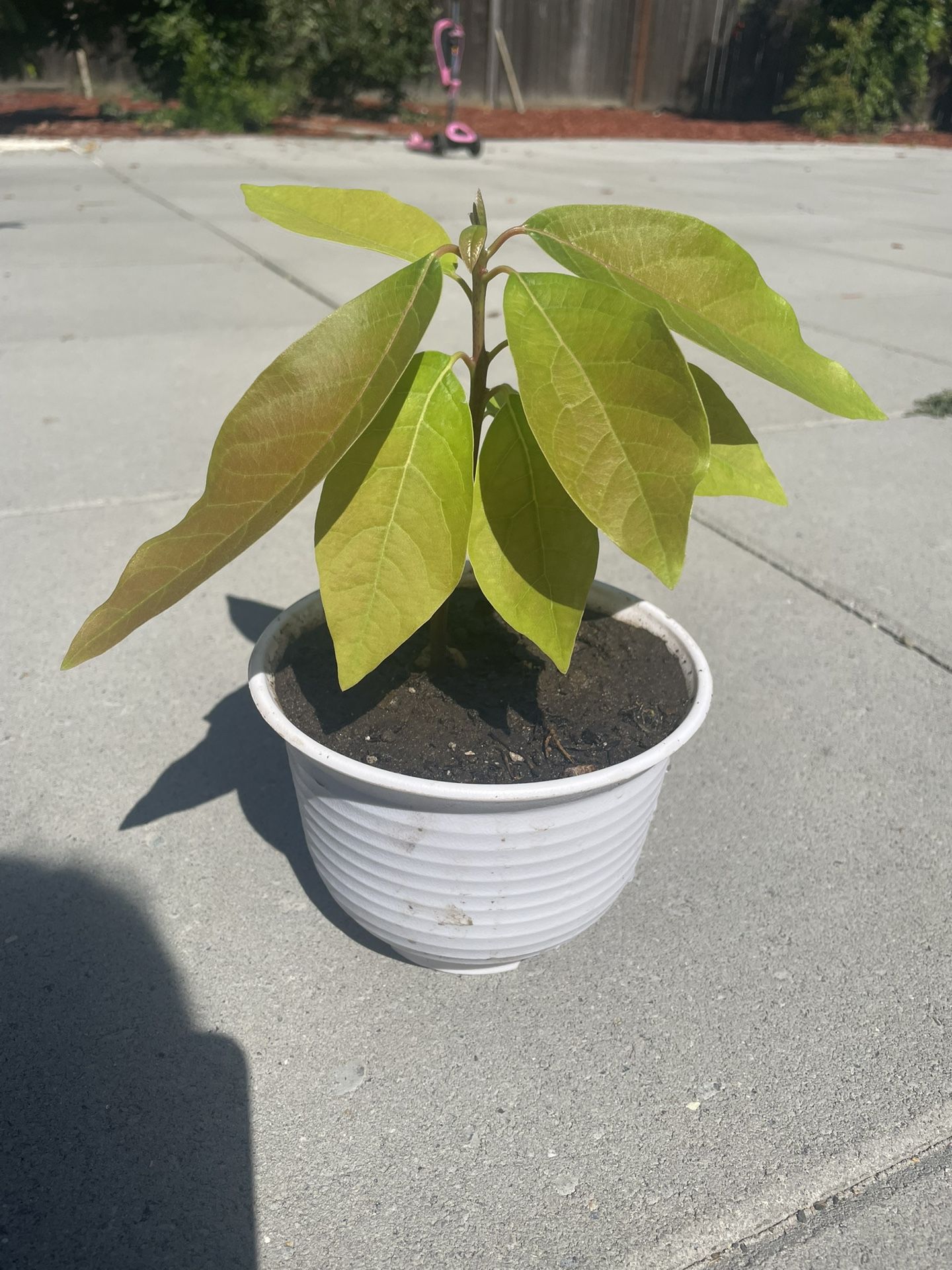 Fuerte Baby Avacado Plant - 4 Months Old