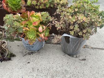 Free succulents