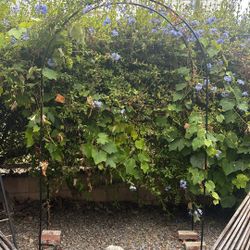 Garden Arch - 