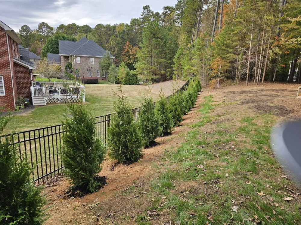 Green Giants Sale (Planting Included) 