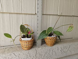 Hoya Lisa, Hoya Macrophylla plants in baskets