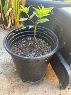 Bay leaf tree