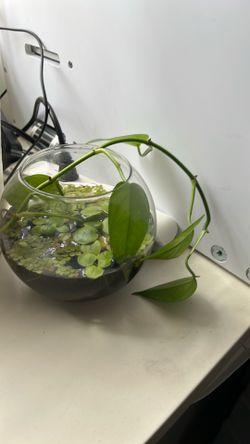 Aquatic plants and pothos cutting