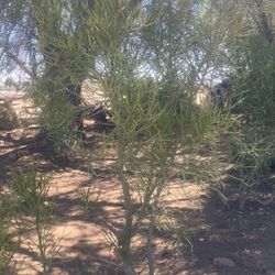 Pencil cactus (read description)