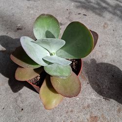 Paddle Leaf Plant Succulent
