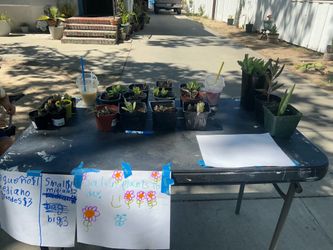 Plants for sale