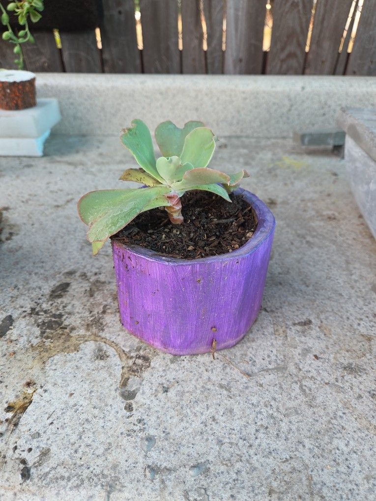 Plants