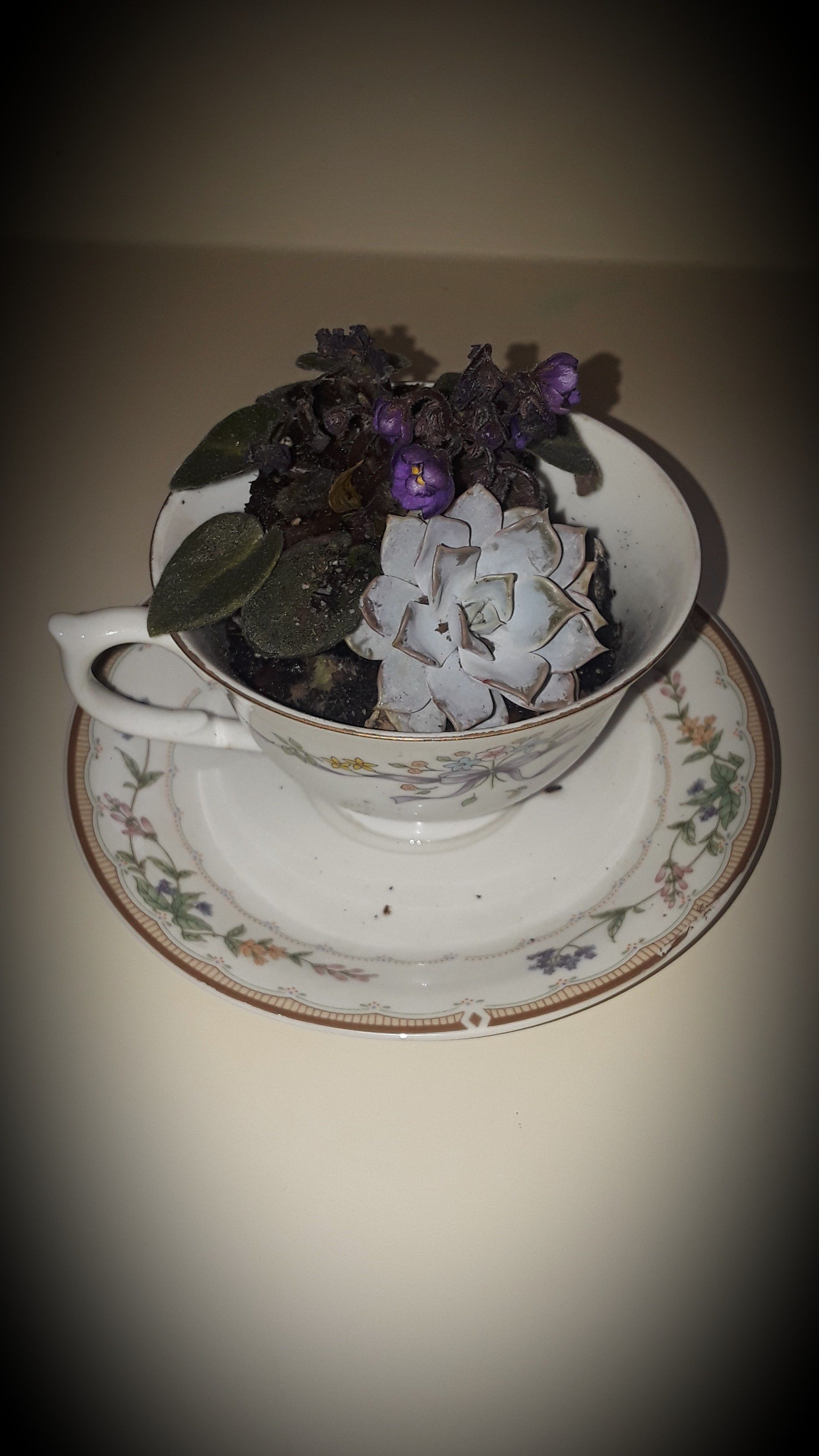 tea cup violets and succulent