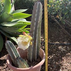 Peruvian Apple Cactus