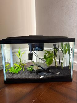 10 Gallon Fish Tank