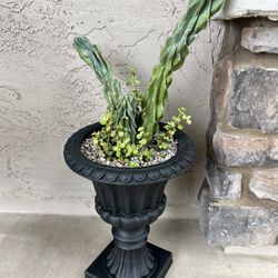 Live Cactus & Succulents In Decorative Urn Planter 