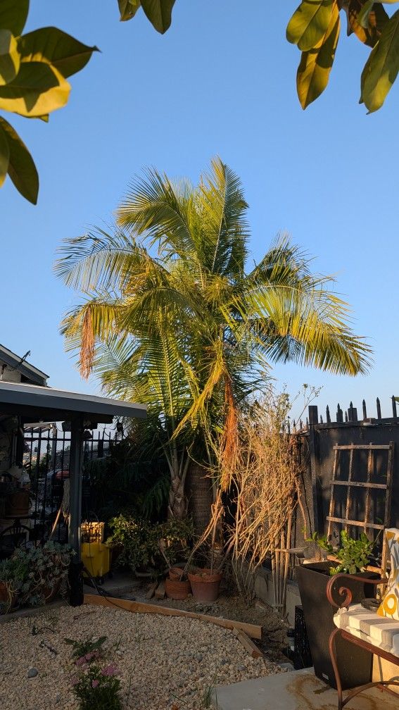 12ft+ Palm Tree Delivered And Planted