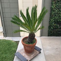 Beautiful sago palm in pot
