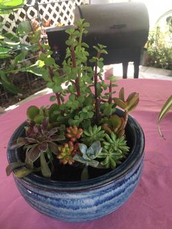 Succulent plant for Dad