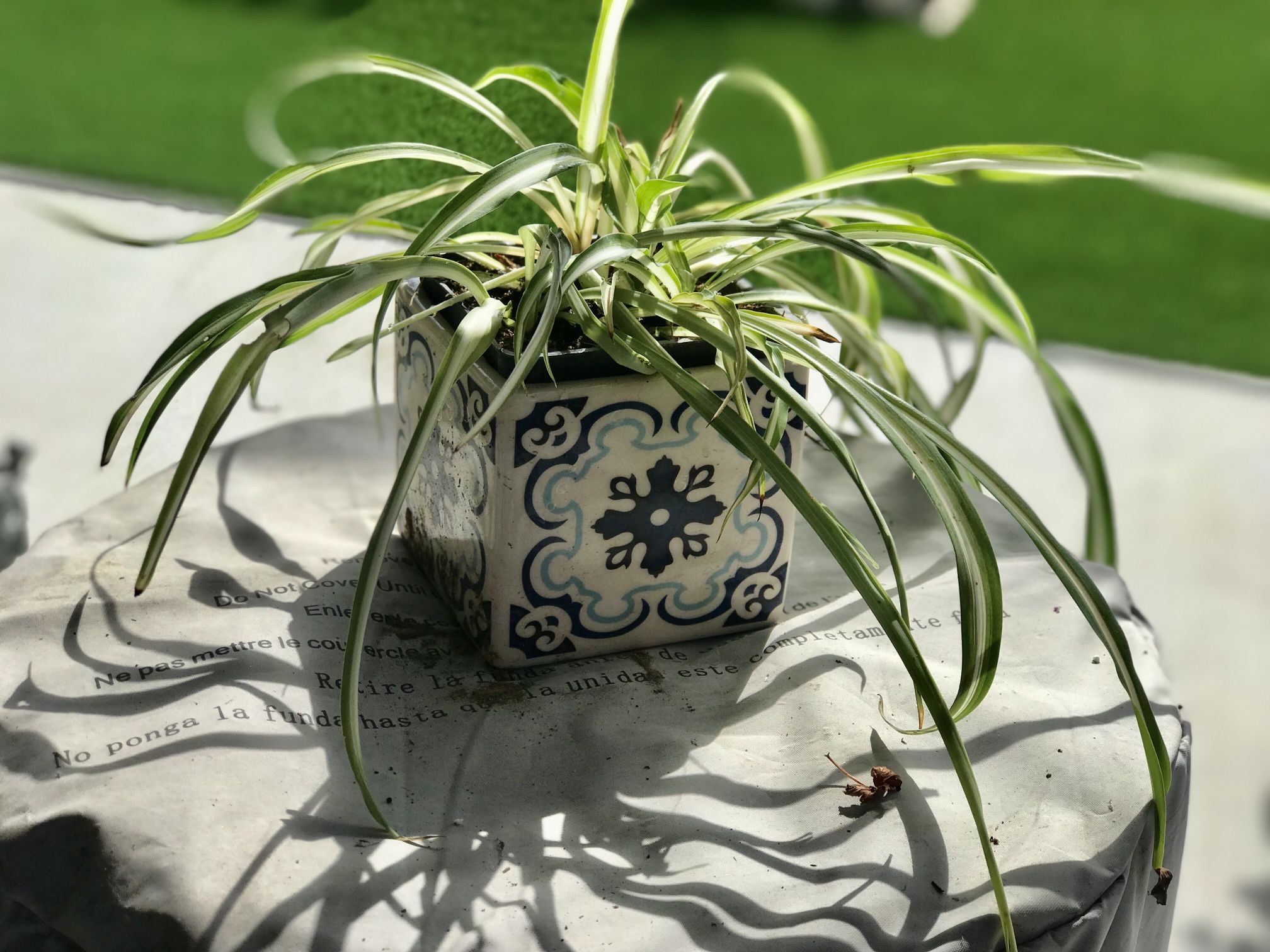 $5 Spider plant