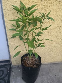 Thai chile