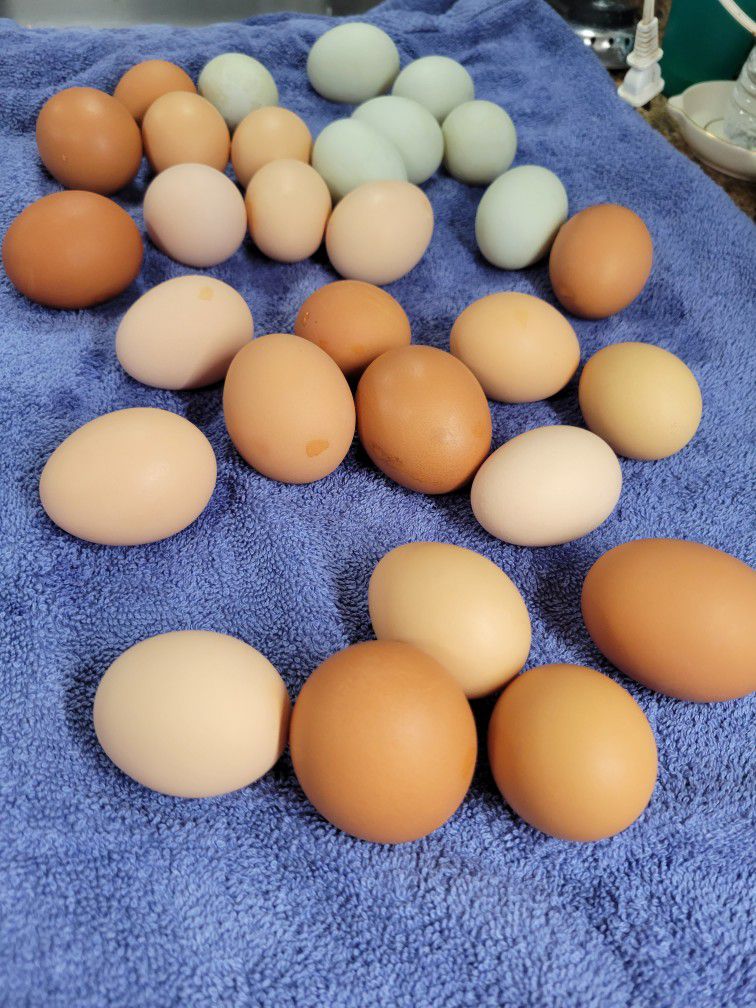 Free Range Eggs. $4.00 A Dozen Or $3.50 For 3 Ir More Dozen. 