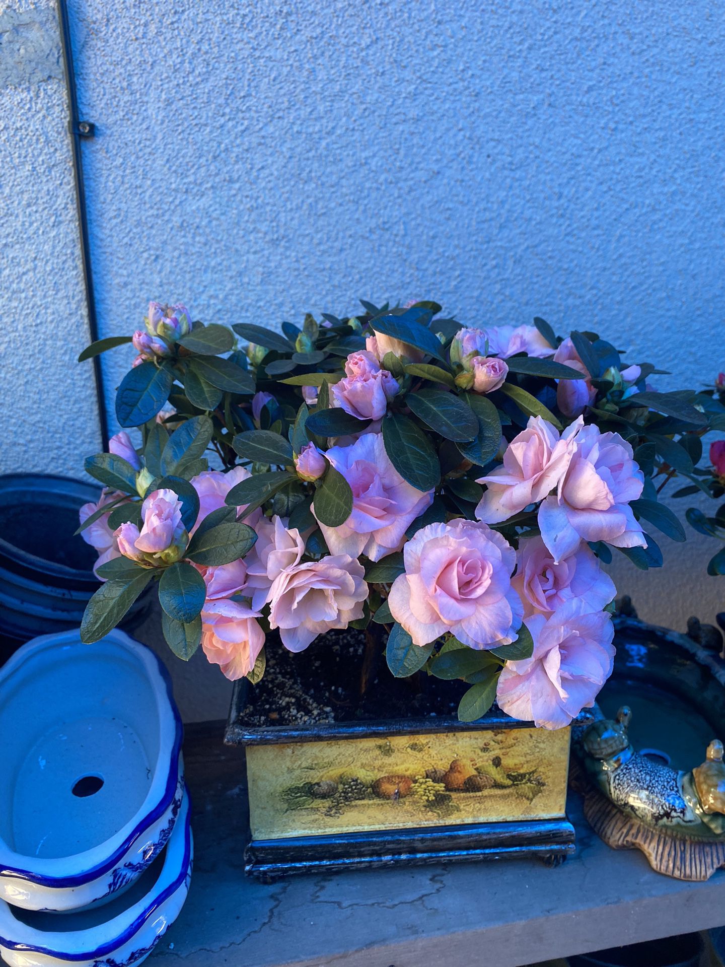 Bonsai Pink Color Flower Azalea Three Plant Planted In Blue Bonsai Pot $40