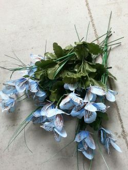 Pretty Blue Butterfly Shaped Flowers