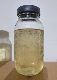 Mushroom Liquid Culture