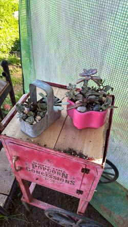 Potted Succulents 