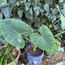 Elephant ear
