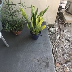 One Plant