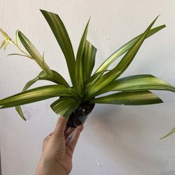Spider Plant 