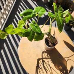 Beautiful Philodendron Burle Marx 