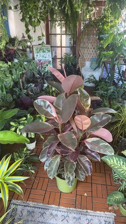 Ruby Rubber Tree Ficus Decora Variegated 10” pot plant